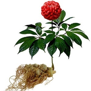 Ginseng in der Zusammensetzung